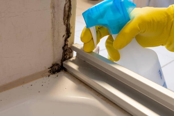 Mold Remediation for Vacation Homes in Beaver Dam, KY